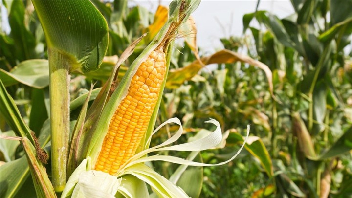 L’agriculture comme moteur de transformation des économies